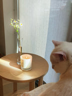 Komorebi Standard Candle