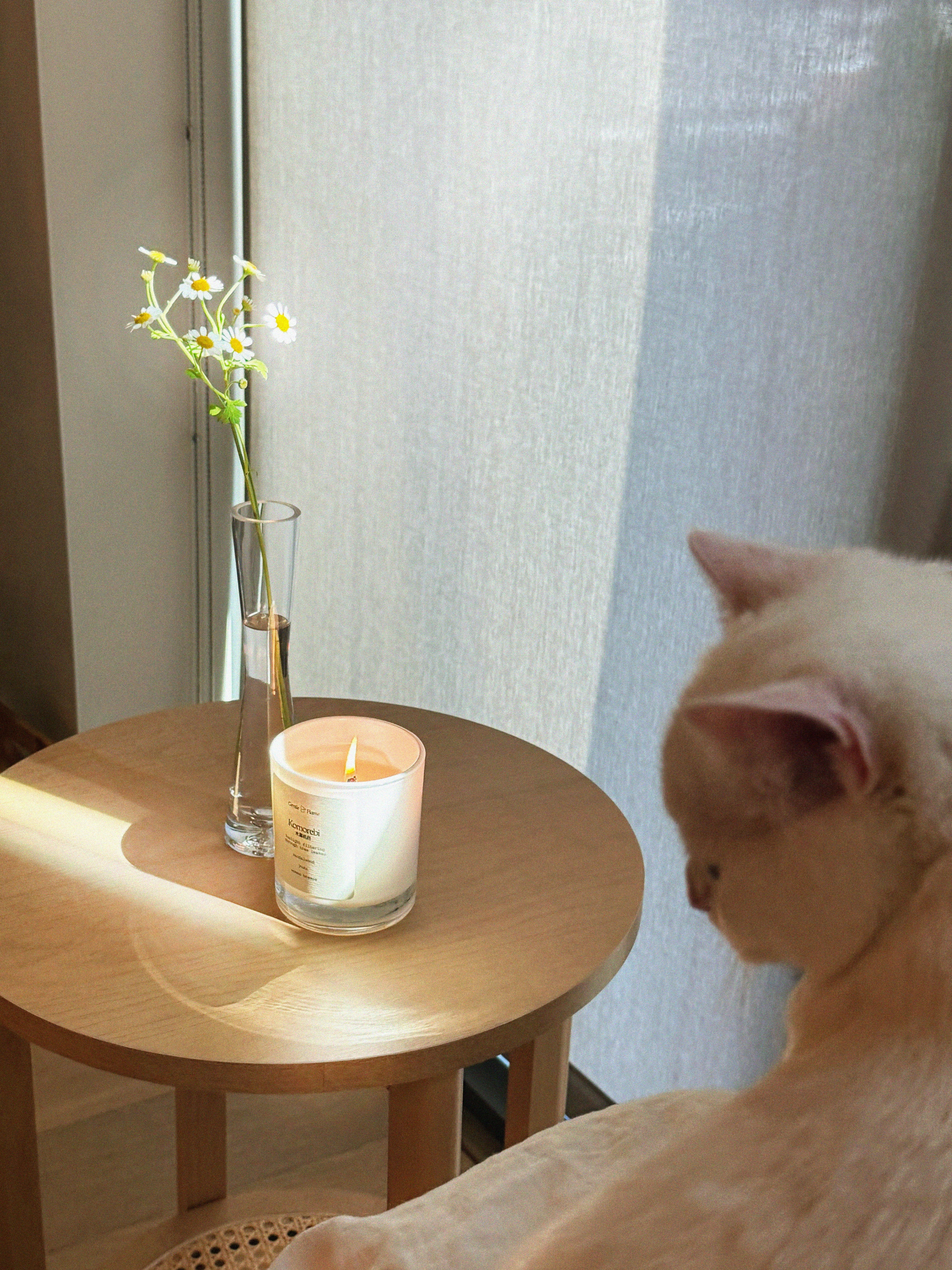 Komorebi Standard Candle
