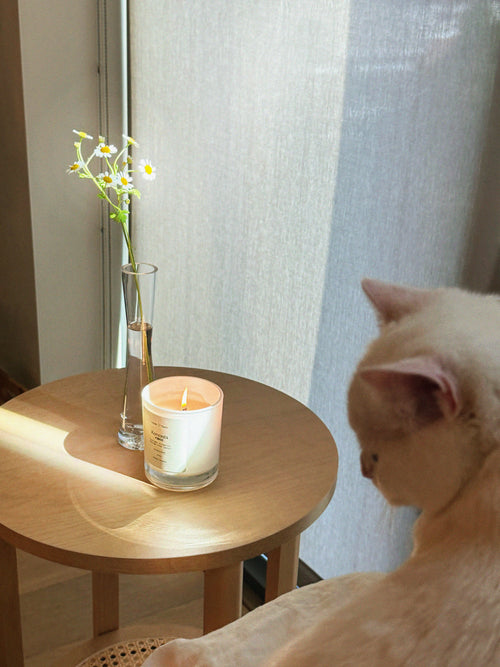 Komorebi Standard Candle